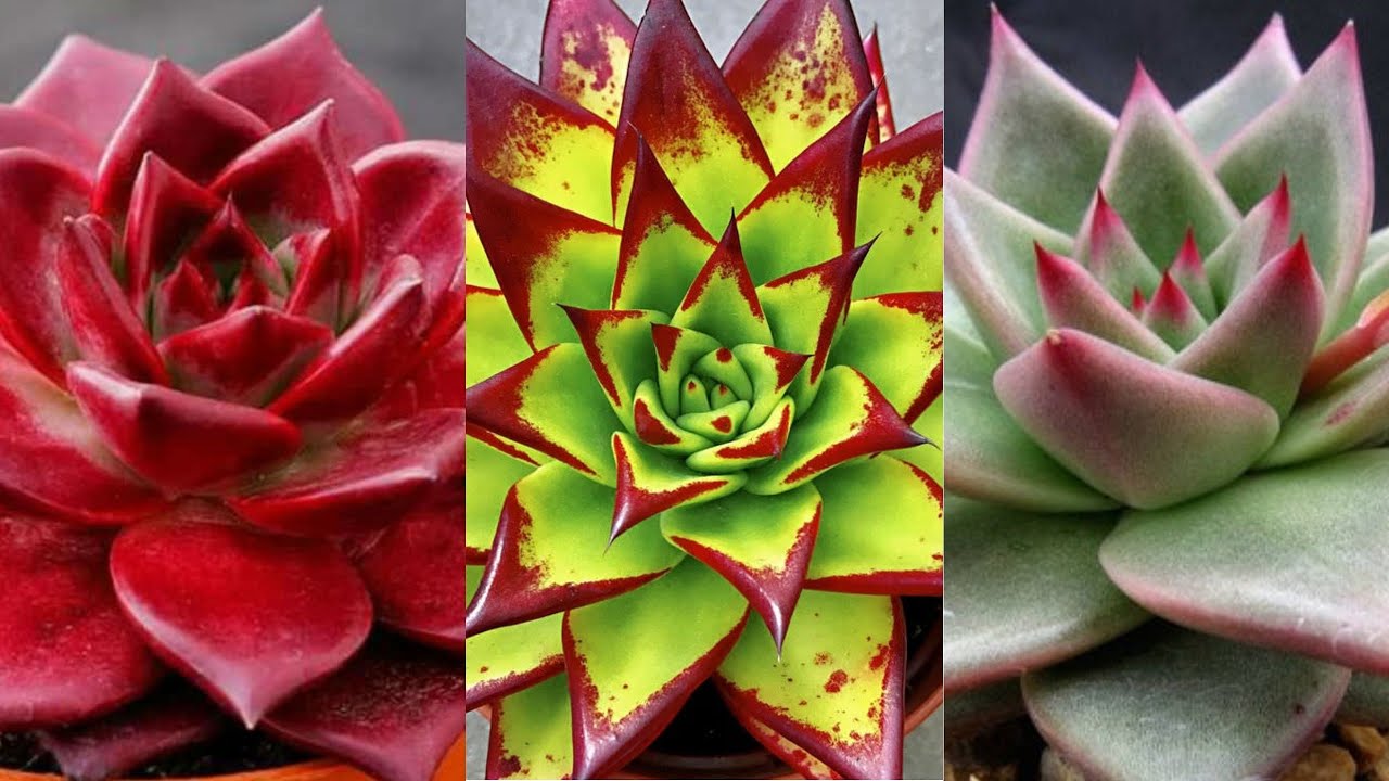 35 ESPÉCIES DE ECHEVERIA (ESPECIAL AGAVOIDES) - YouTube