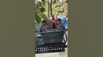 Béc tưới câytrong chậu vừa phun sương vừa tưới nhỏ giọt GIÁ RẺ hiệu quả cao#becphunsuong #becnhogiot