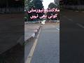 ملاکنڈ یونیورسٹی Malakand University #uomabeauty #uom #malakand #cover #viral #mosa #bigshowinfo