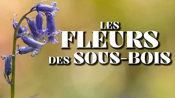 Quelles fleurs planter en sous-bois ?