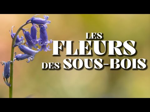 Vidéo: Fleurs indigènes des bois : quelles sont certaines plantes communes des bois ?