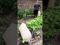 Week 8 everyone#gardening#lookatthis#veggies#how to garden