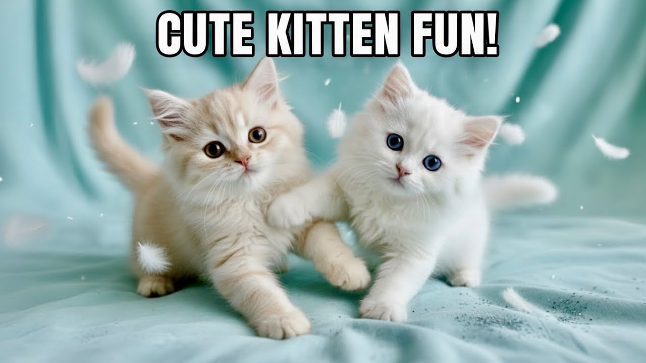 Cat Meowing Sounds Real Meows That Make Cats Respond