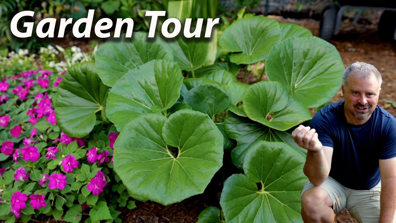 Garden Tour - A Work In Progress