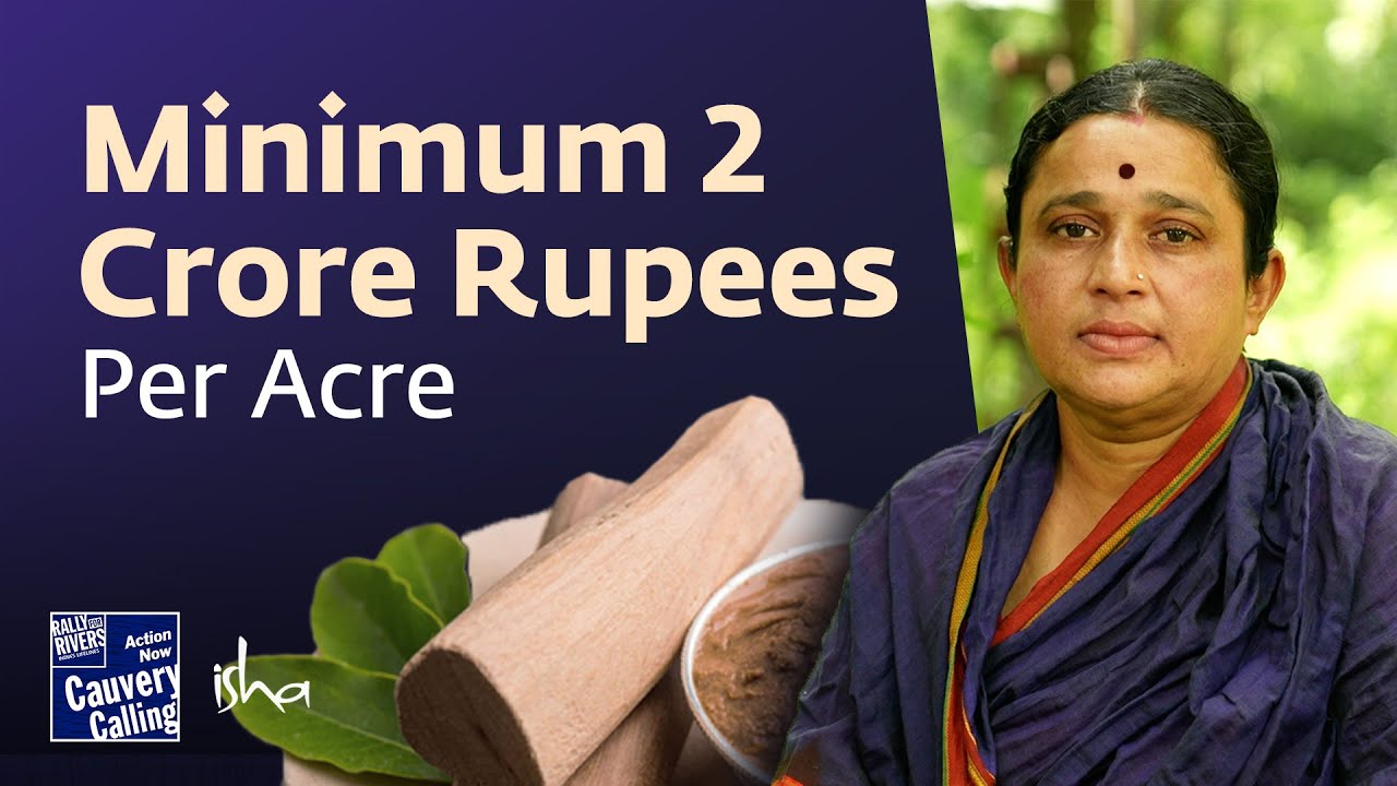 История успеха сандалового дерева - Кавита Мишра