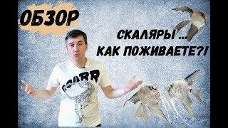 Скаляры ... Как Поживаете?! Обзор Видов Скалярий Содержащихся На Разводне.