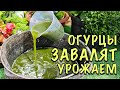 ХОТИТЕ собирать УРОЖАЙ ВЁДРАМИ? ПРОСТО полейте ОГУРЦЫ ЭТИМ! ПОПРУТ ДАЖЕ СЛАБЫЕ!