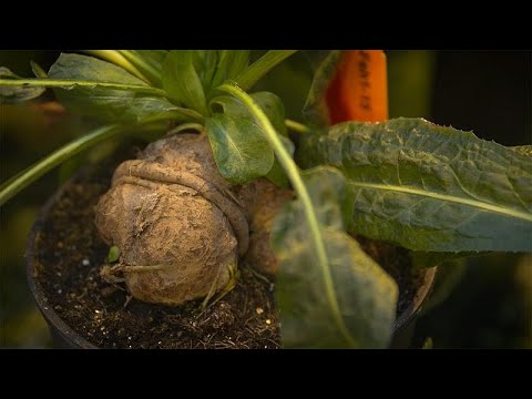 Vídeo: Diferentes plantas de chicória: variedades de chicória para o jardim