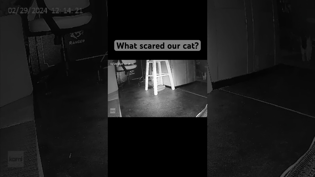 Spooked cat! Dust or ghost orbs? 