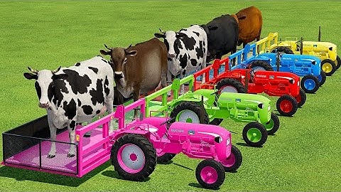 TRANSPORTING COWS WITH COLORED TRACTORS & MAN TRUCKS - Farming Simulator 22