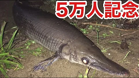 ガー釣り