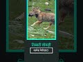 #तिब्बती_लोमड़ी #Tibetan_Fox