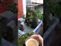 Ngopi ditemani ikan guppy