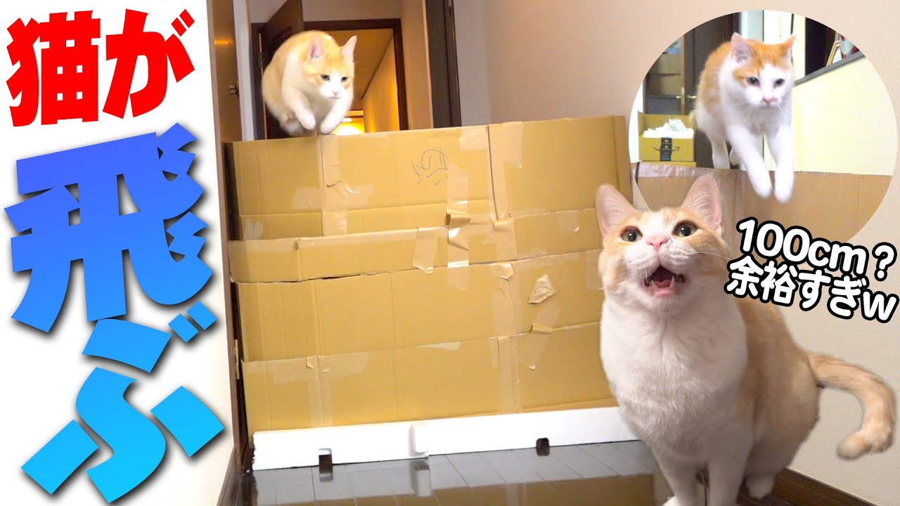 Epic Episode] Cats try high jumping and their jumping ability is