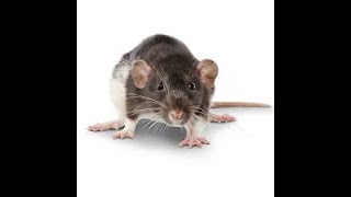 A second RAT has appeared