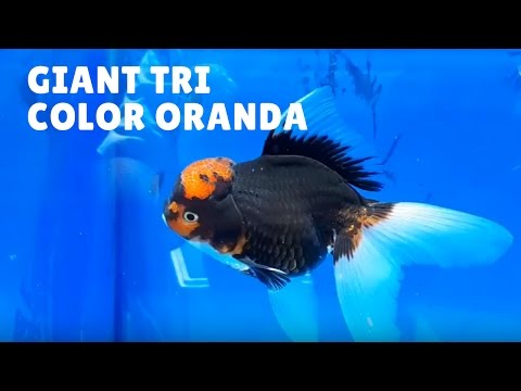 tri color high quality giant oranda color variety you need to know