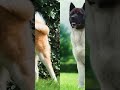 The Two Faces of the Akita Japanese Inu vs  American Akita #youtubeshorts #animallife #fypシ゚viral