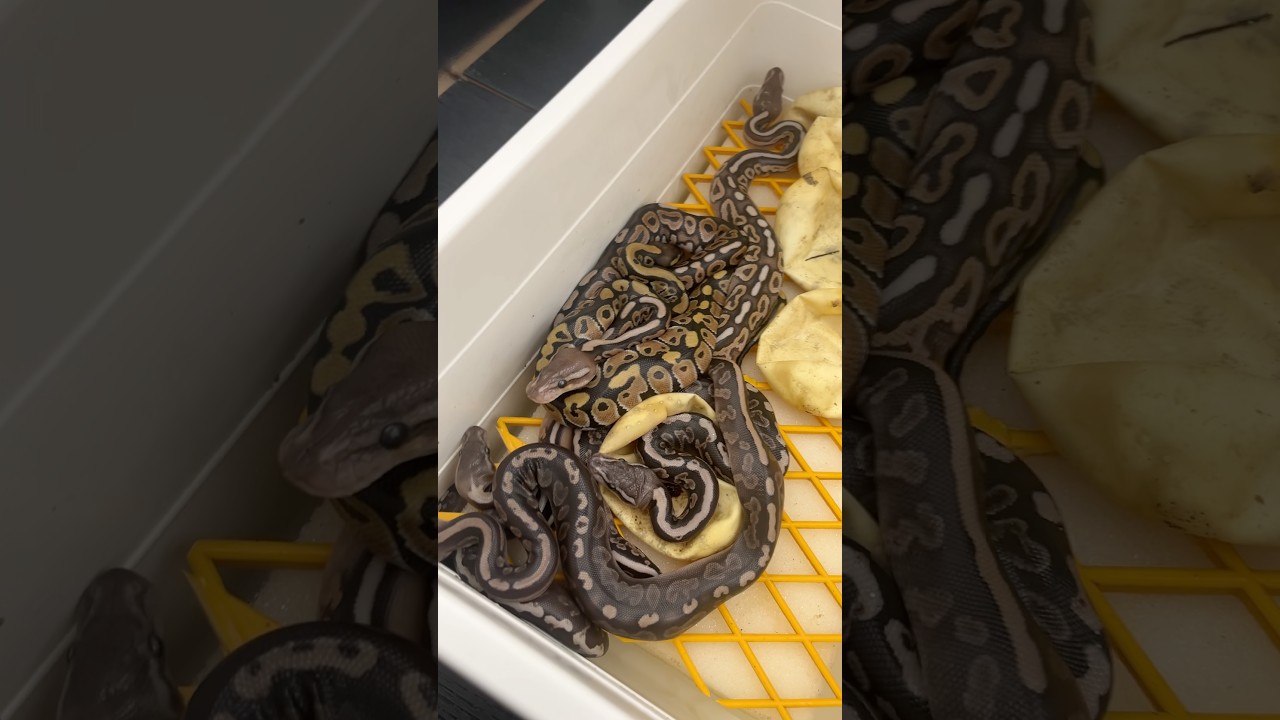 Kolejne maluchy opuściły jajka #pytonkrólewski #reptiles #zwierzaki  #pythonregius #ballpython