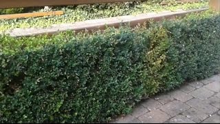 Buchsbaum Stecklinge Vermehren - Buchs Hecke Selber Ziehen Machen - Buxus Ableger Vermehrung