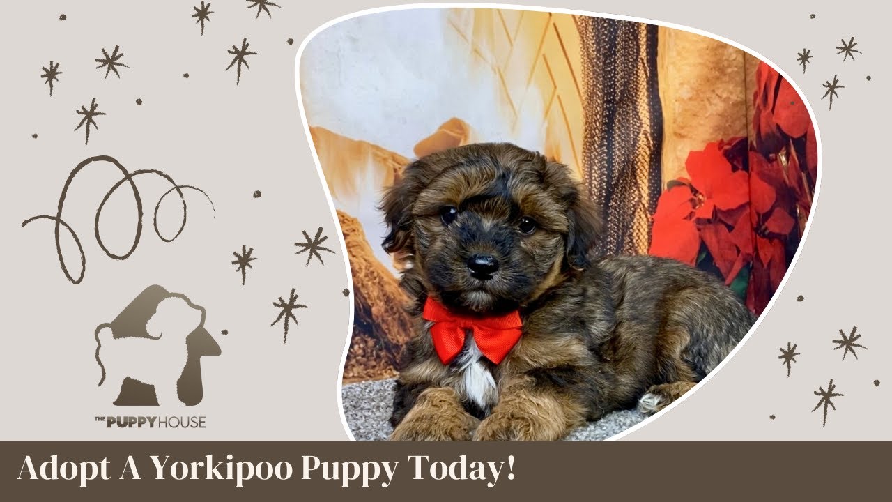 Hero | The Puppy House