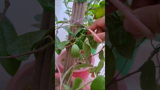 Mandevila Plant Stem Recovery Process #asmr #nature #shorts