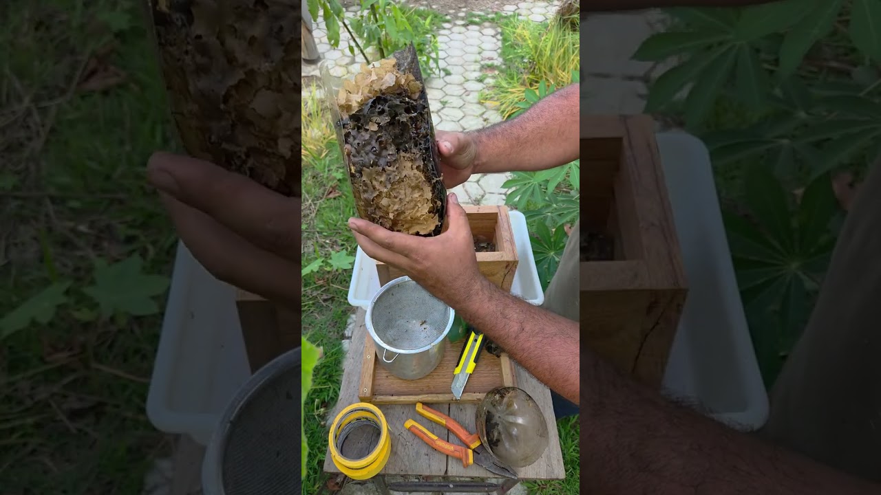 JATAÍ - Transferência para caixa horizontal 