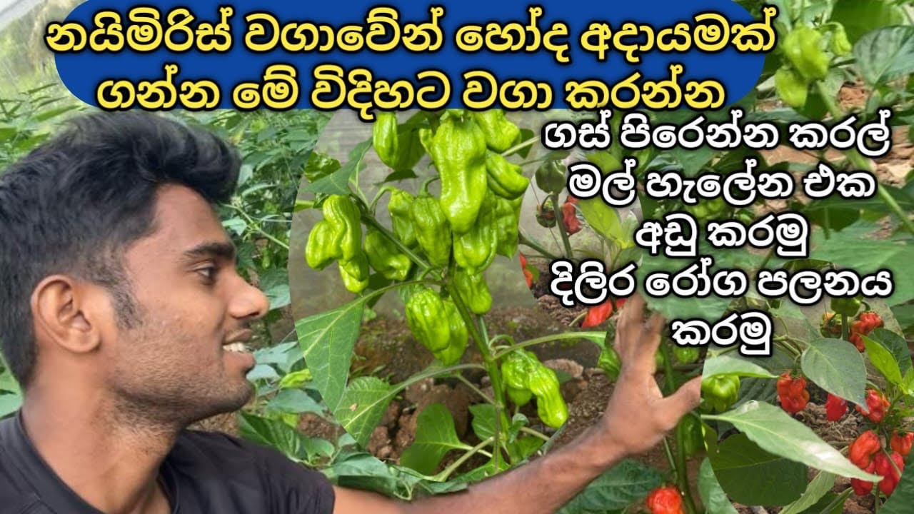 @Agriceylone නයිමිරිස් වගාව⁣ මෙ විදිහට නඩත්තු කරමු ❤️🫑🫑#agriculture #shortvideo #shorts 