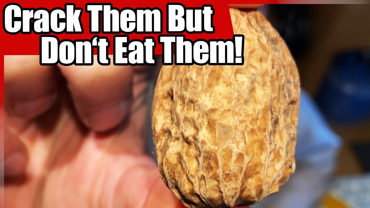 P-Nut – The Arrival Crack Em Open ZCP4484837 by Stemco SPINDLE NUT, PRO-TORQ