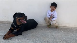 Tiger & Rudra Masti Part-2 ( Rottweiler Play with kids)