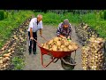 Potato Harvest - Grandma's Special Vegetable Potato Recipe