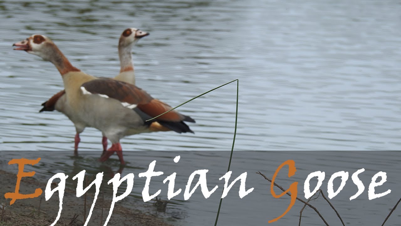 Egyptian Goose Bird Call, Squawk & Video - Common Kruger Waterbirds ...