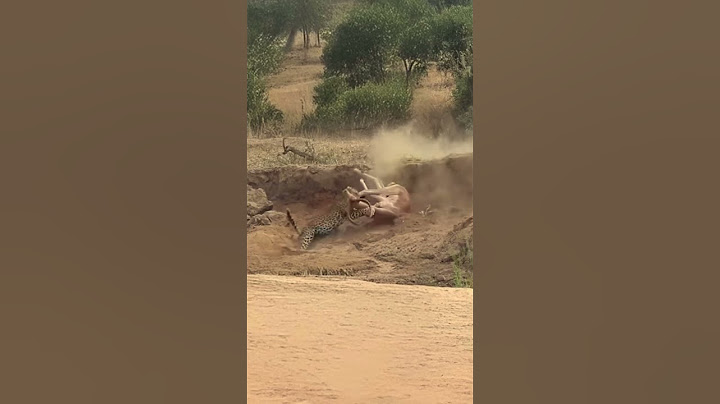 Antelope Caught Off Guard by Leopard's Perfect Ambush  #animals #wildlife #predatorvsprey