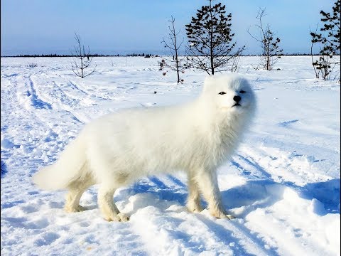 Video: Diferența Dintre Arctic Fox și Indian Fox