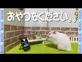 おやつのために 頑張る ハムスターあんず♪