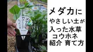 メダカにやさしい土が入った水草 コウホネの紹介・育て方！