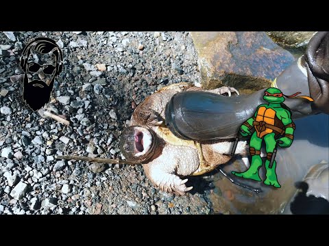 გიგანტურ კუზე თევზაობა ამერიკაში