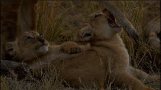 26 de octubre Mawe decide el horario de la madre león~~ [African Safari Plus⁺] 166