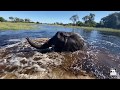 Morula swimming | Living With Elephants | Botswana