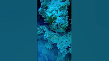 Скат-хвостокол! Опасность, о которой можно не подозревать!#youtube #youtubeshorts #redsea #life #sea