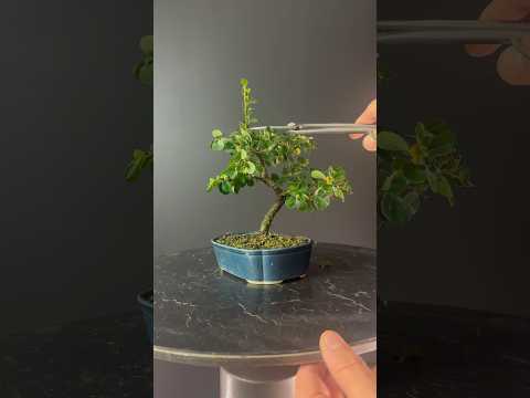 Video: Cotoneasterin oksien leikkaaminen: Opi leikkaamaan Cotoneaster-kasveja