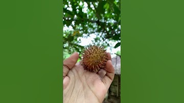 This is rambutan #rambutan #fyp #tropicalfruit #fruitlovers #farming #gardening #satisfying