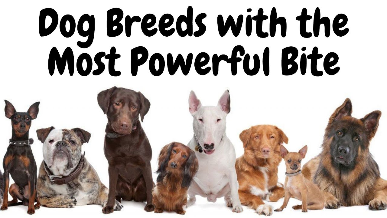11 Dog Breeds with a powerful jaw YouTube