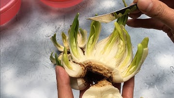 Cách gọt củ thủy tiên chi tiết qua 4 bước cơ bản cho người mới bắt đầu