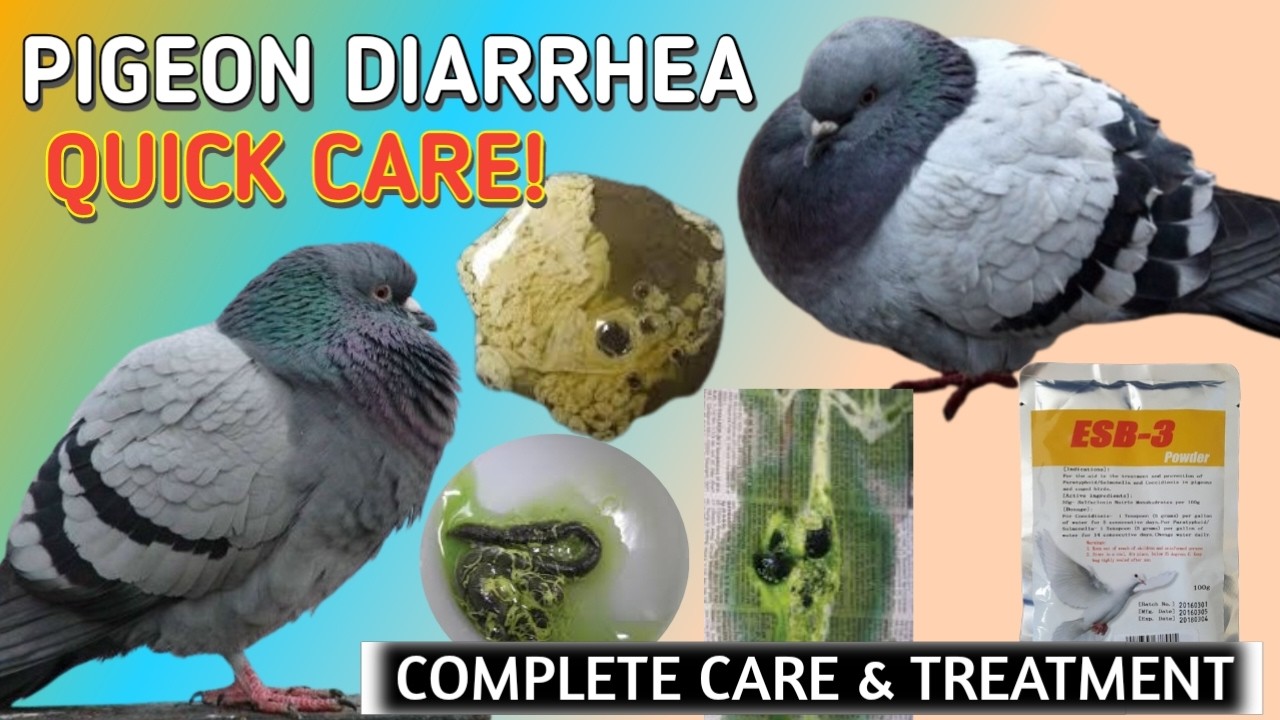 White Dropping in Pigeons 🕊️ | Causes, Treatment & ESB-3 Dosage
