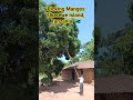 🇹🇿 HOW to PICK MANGOS? Ukerewe Island, Tanzania #africanlife #mangotree #tanzaniatravel #tanzania