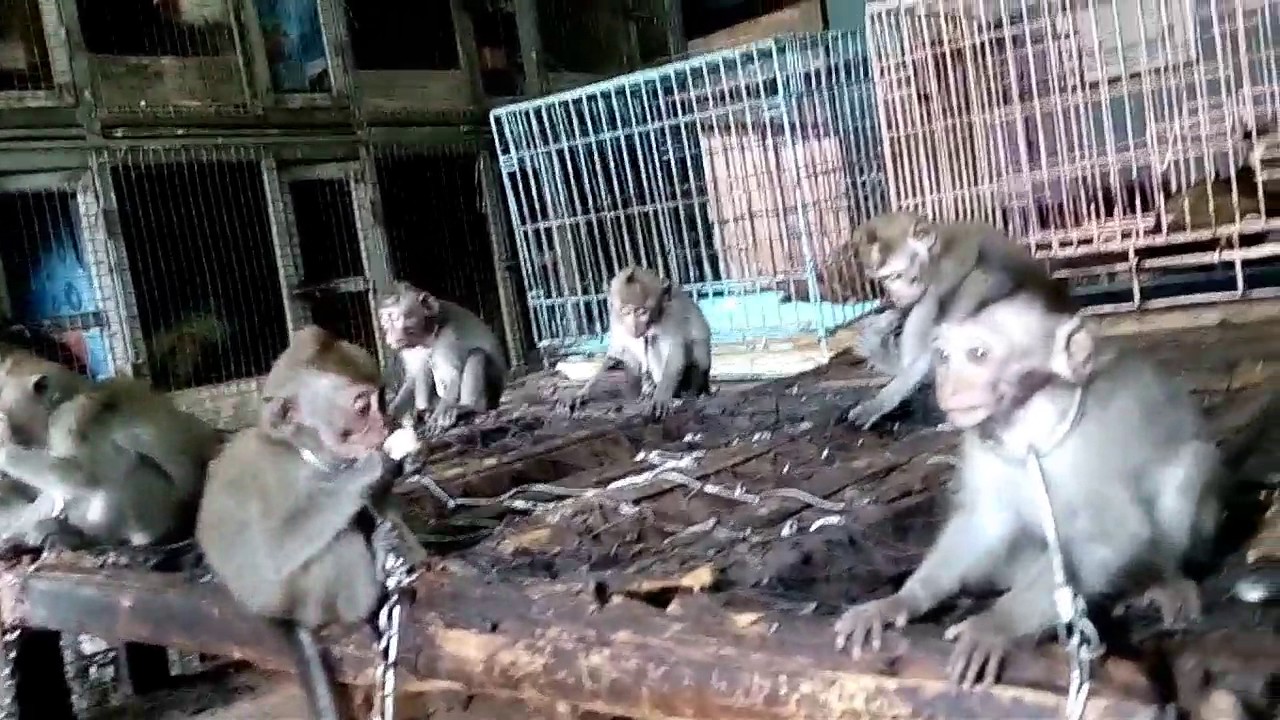 Long tailed macaques with chained necks on sale openly in 