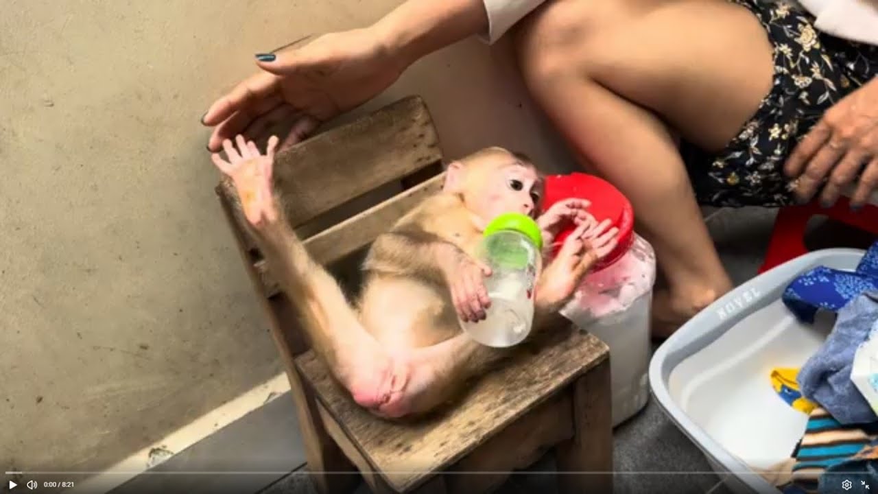 Baby monkey Bella having bath