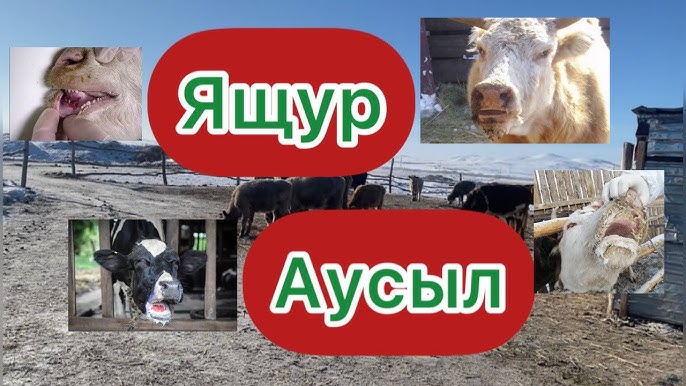 Порно әйелі шлюха видео