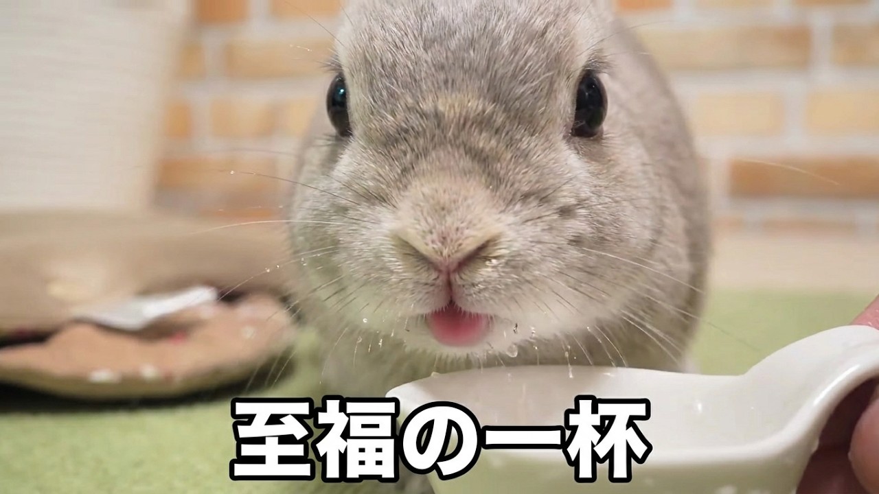 運動後の一杯のお水をとんでもなくおいしそうに飲むうさぎさん