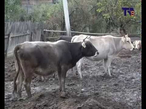 სოფელ მუგარეთში მსხვილფეხა პირუტყვი დაავადდა